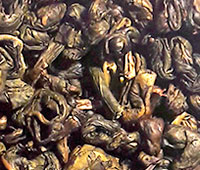 Голова Улитки